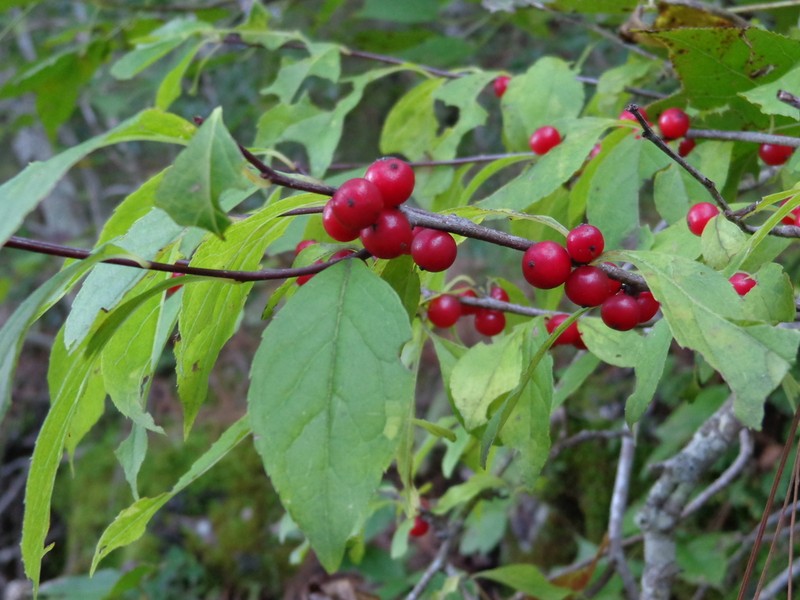 Ilex condensata