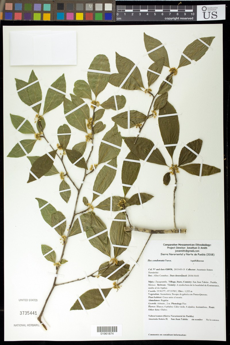 Ilex condensata photo 2