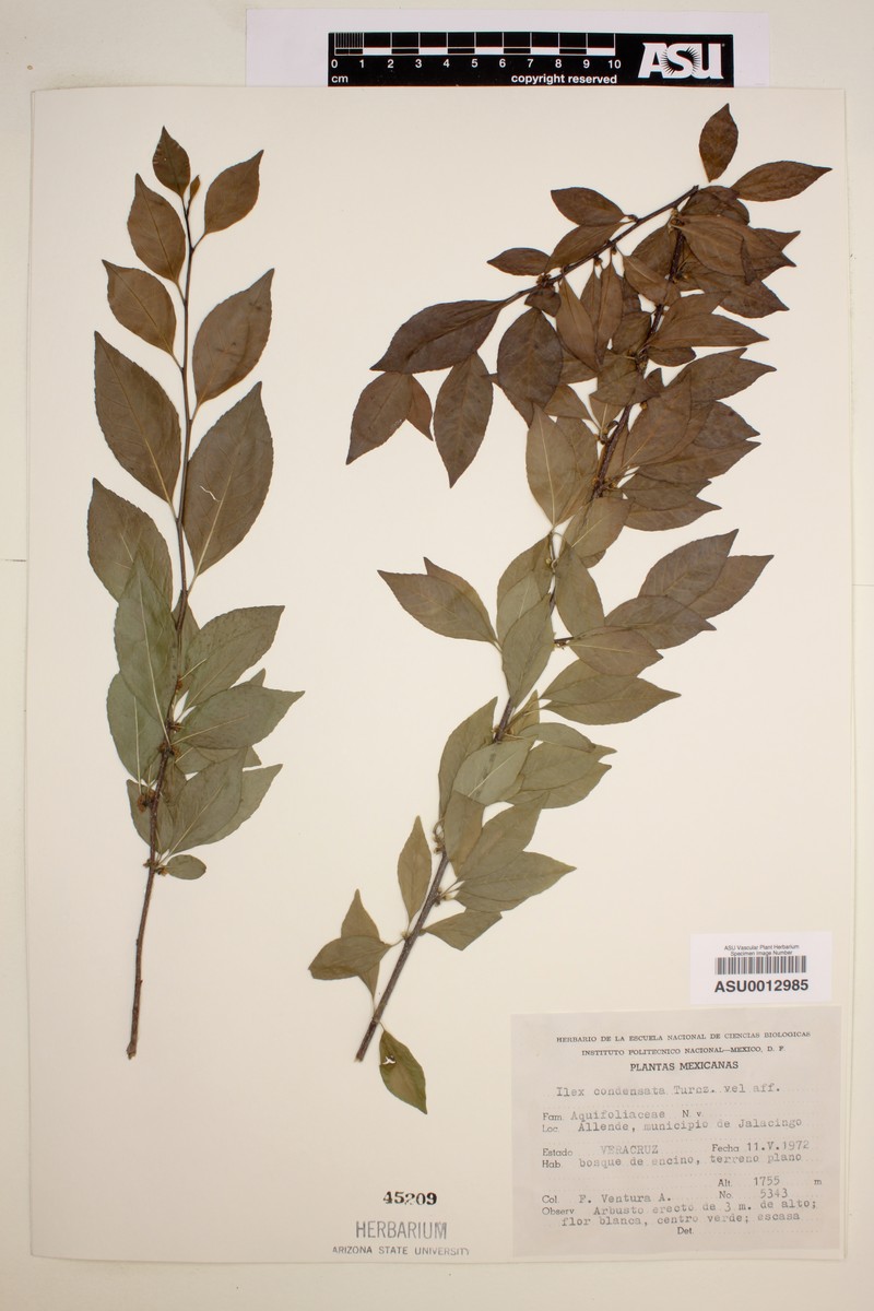 Ilex condensata photo 3