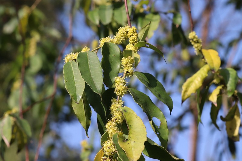Ilex confertiflora