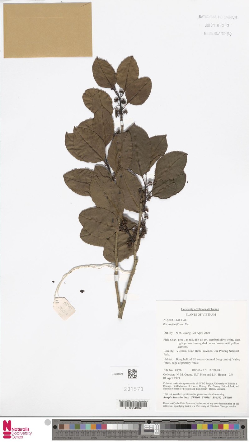 Ilex confertiflora photo 2