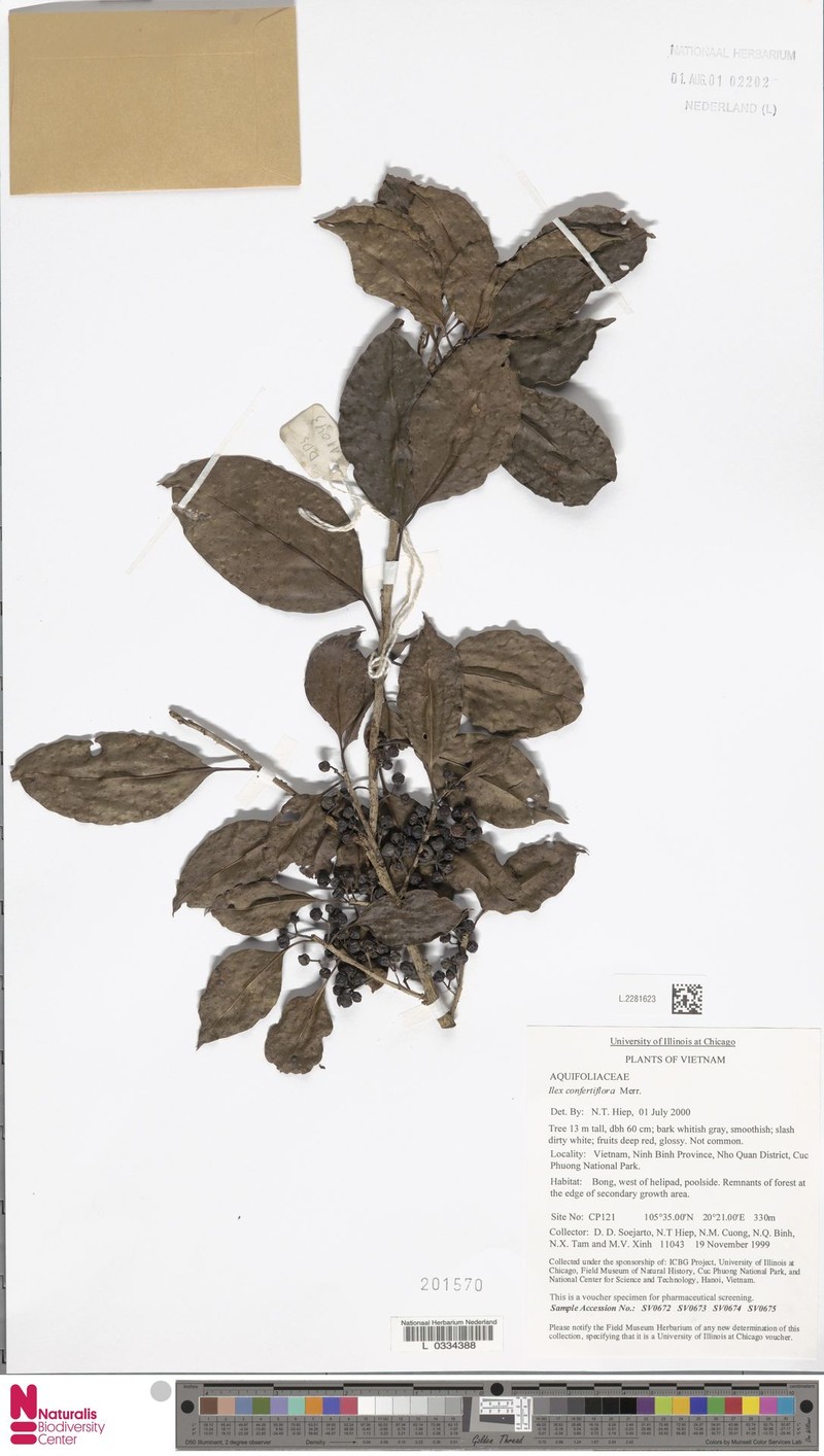Ilex confertiflora photo 3