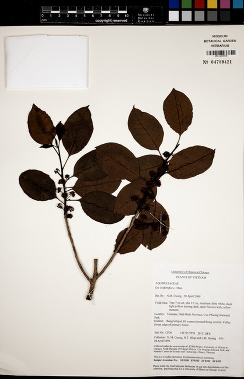 Ilex confertiflora photo 4