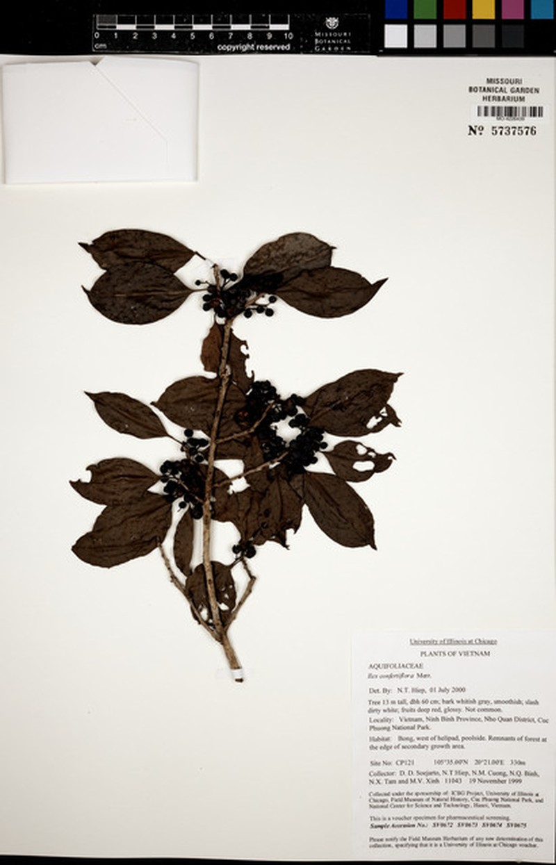 Ilex confertiflora photo 5