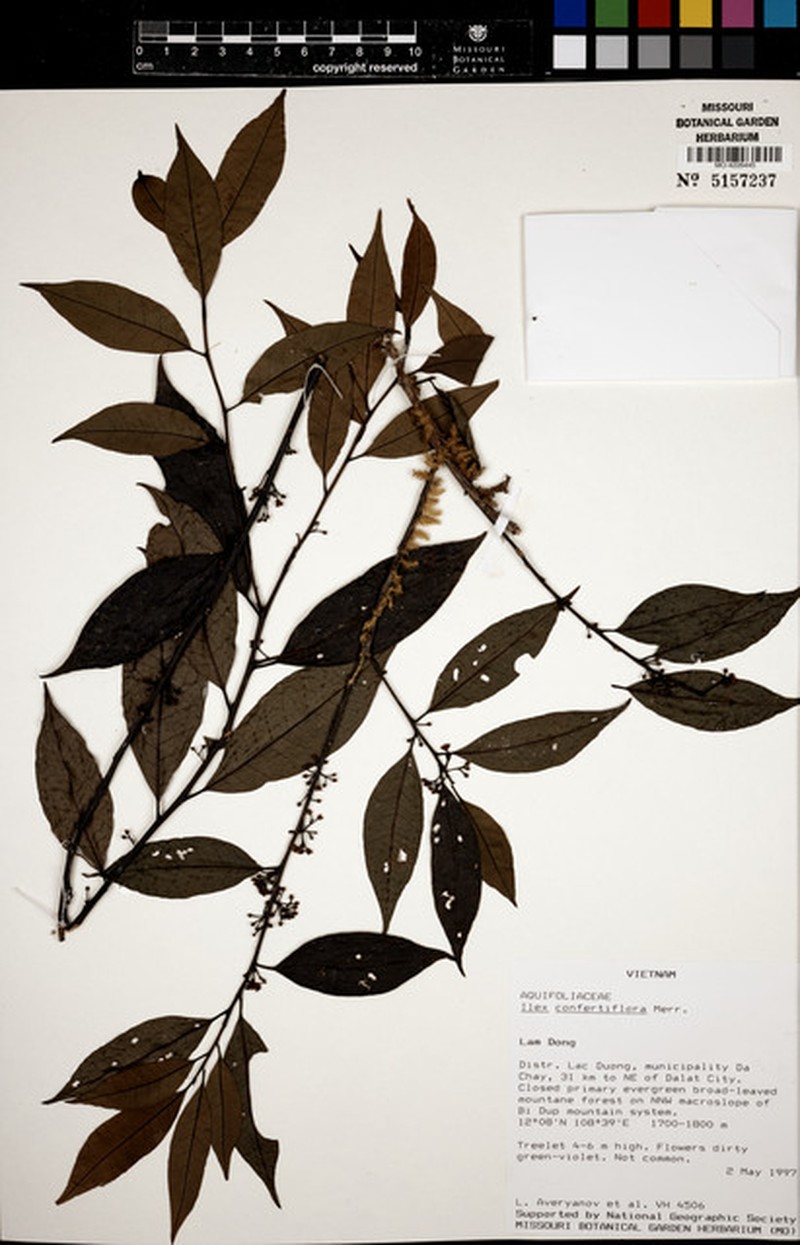 Ilex confertiflora photo 6