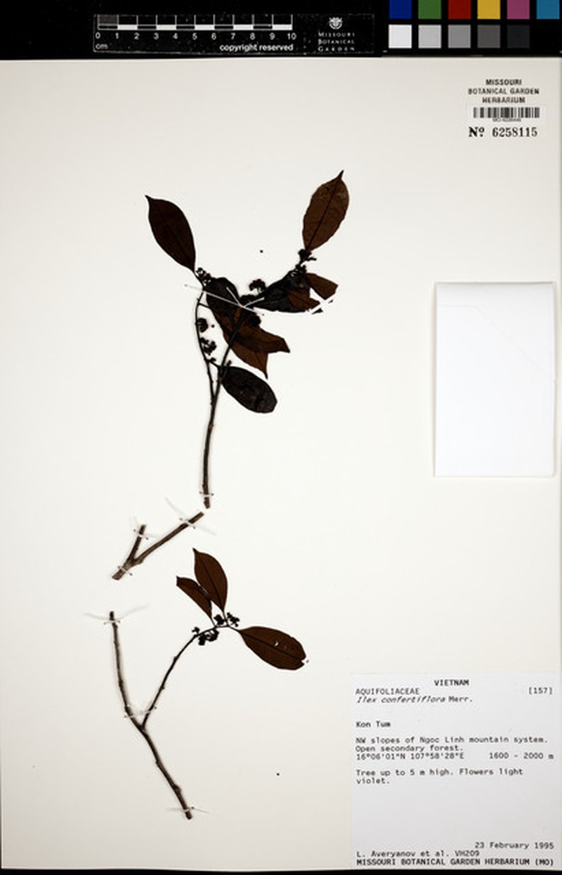 Ilex confertiflora photo 7