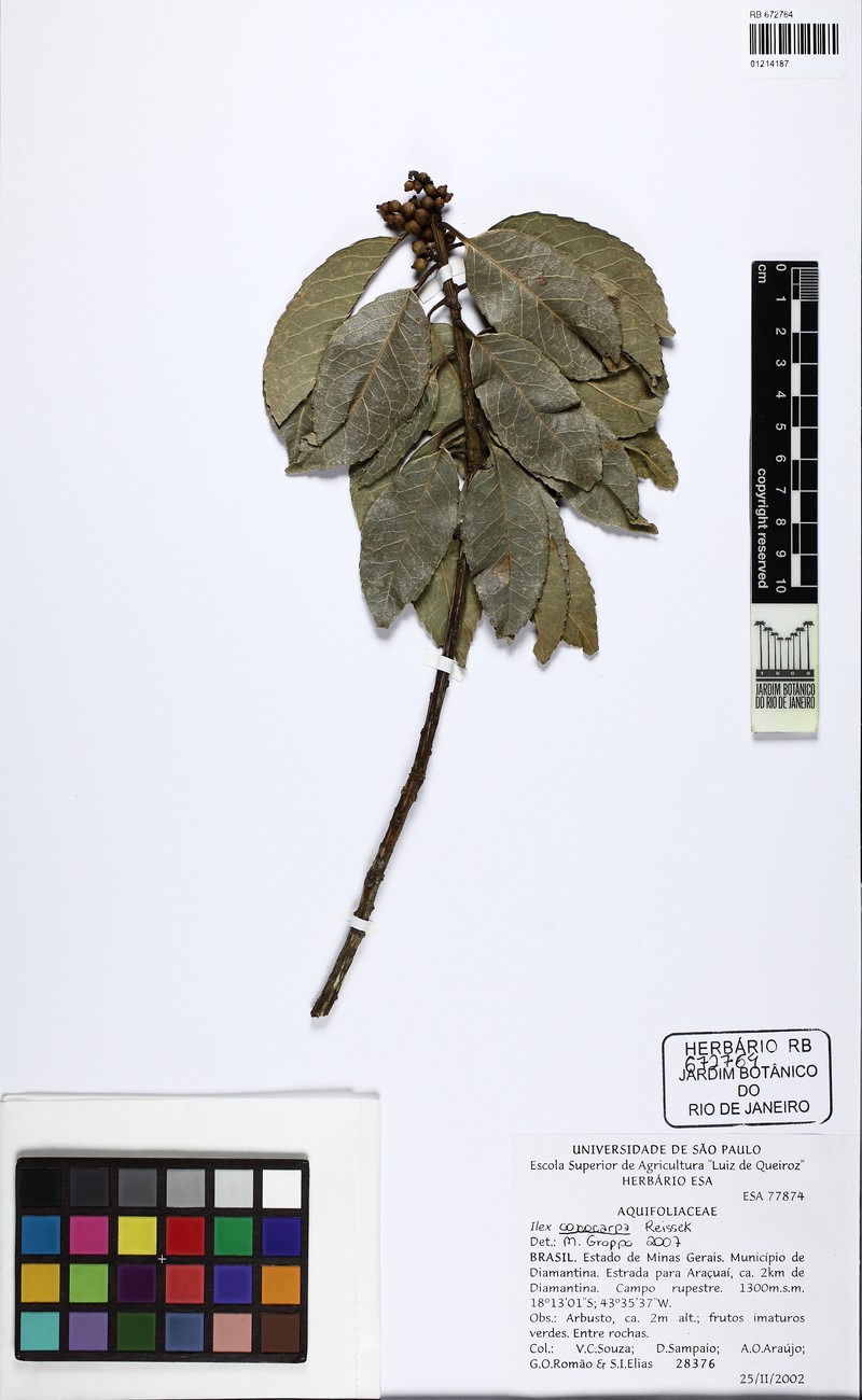 Ilex congesta