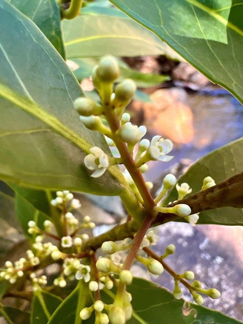Ilex conocarpa photo 2