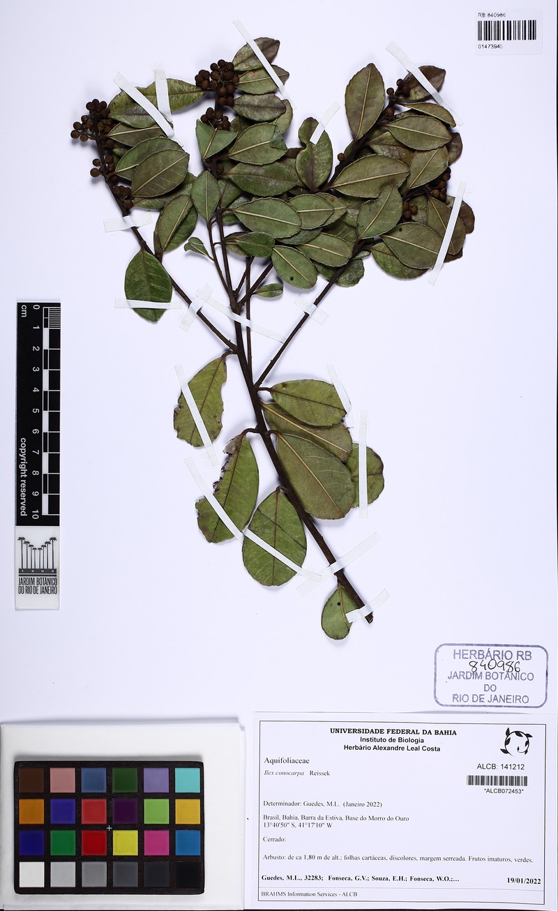 Ilex conocarpa photo 3