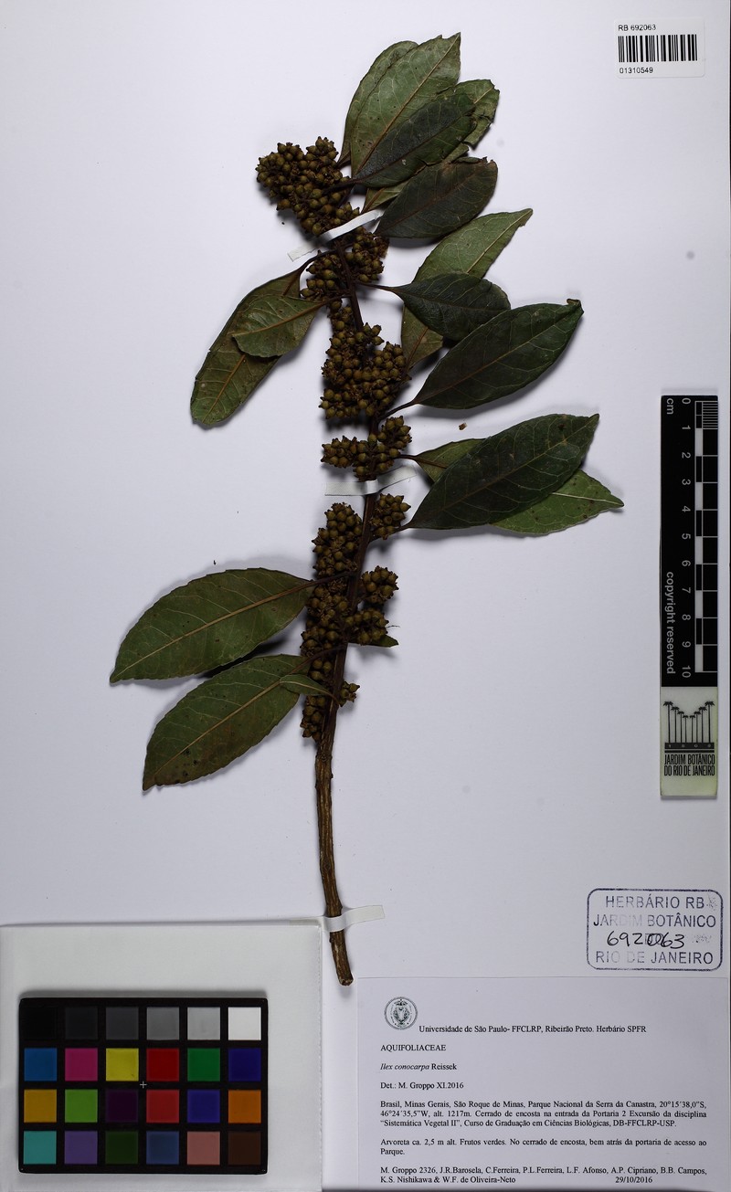 Ilex conocarpa photo 4