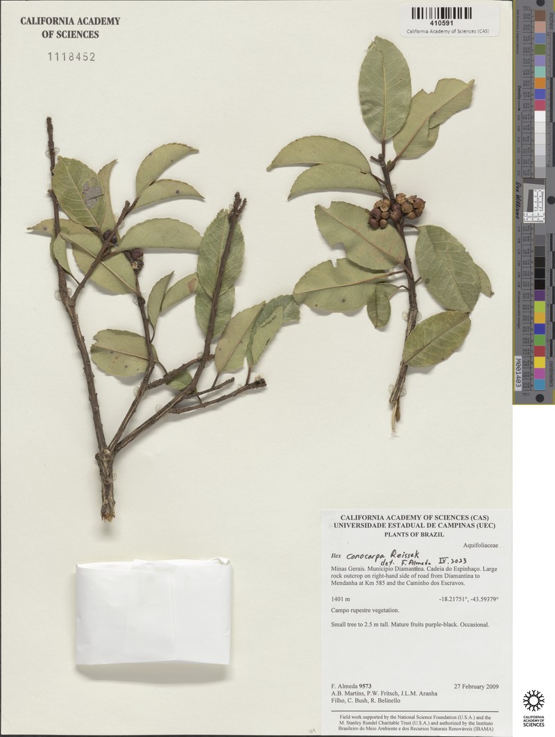 Ilex conocarpa photo 5