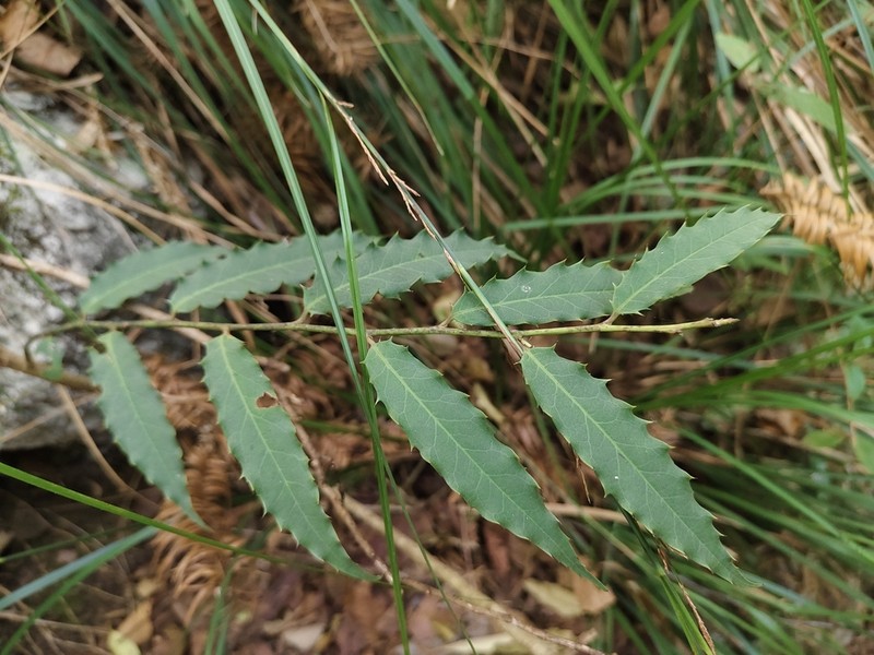 Ilex corallina