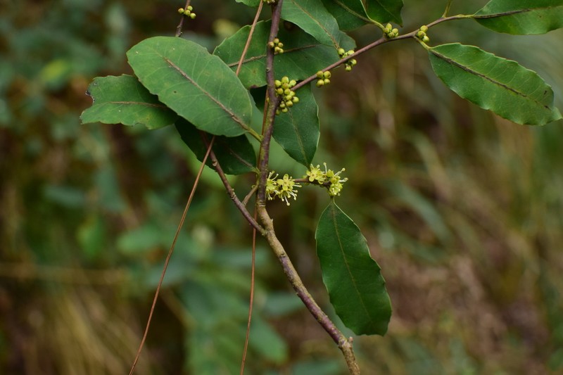 Ilex corallina photo 2