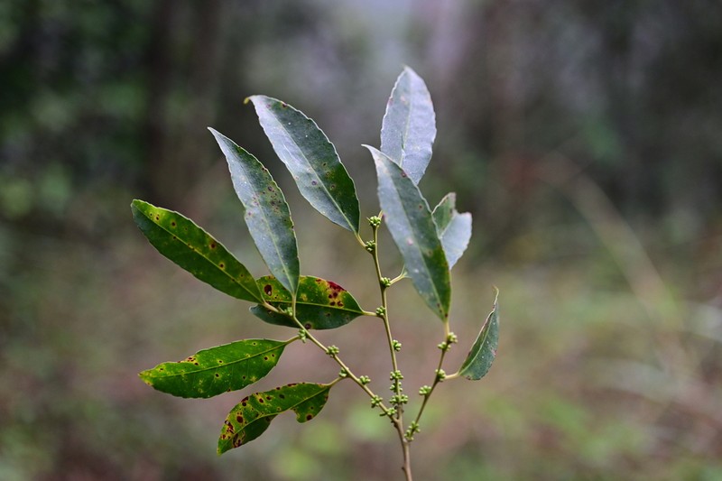 Ilex corallina photo 4