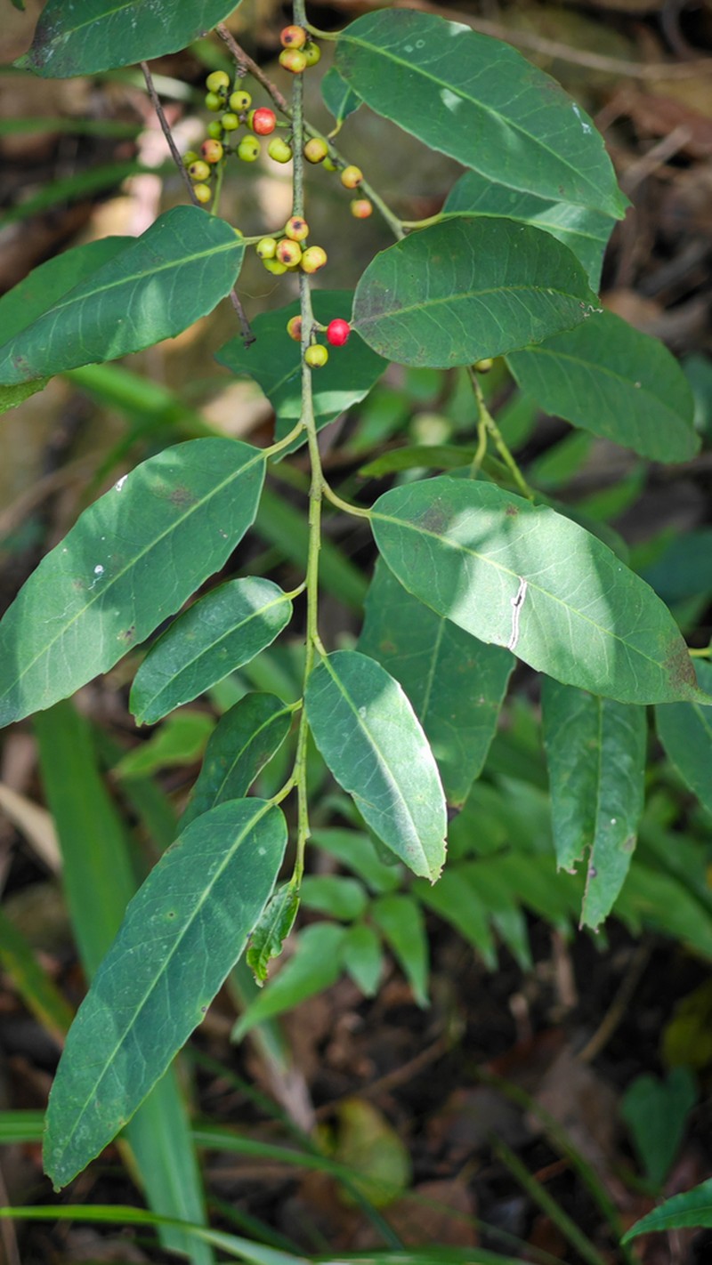 Ilex corallina photo 5