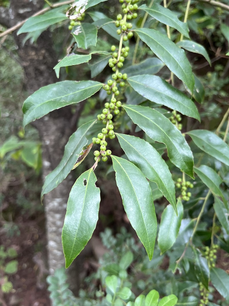 Ilex corallina photo 6