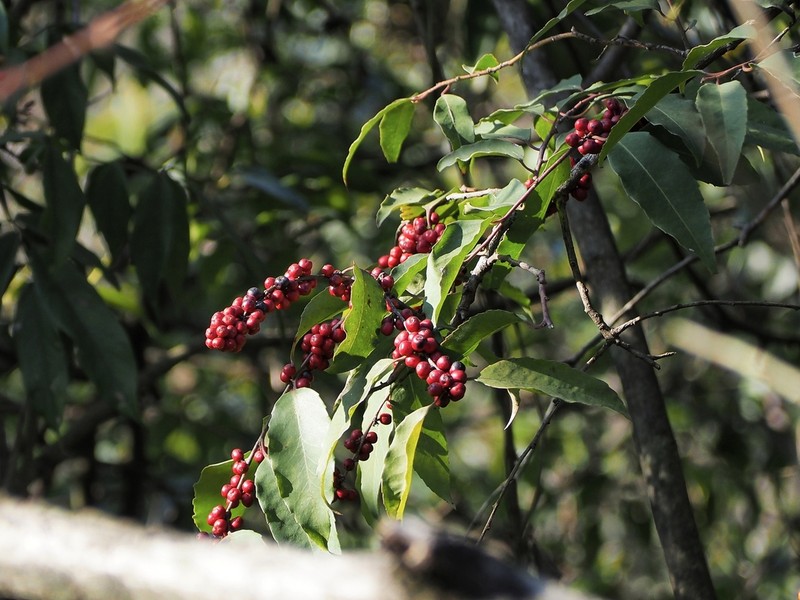 Ilex corallina photo 7