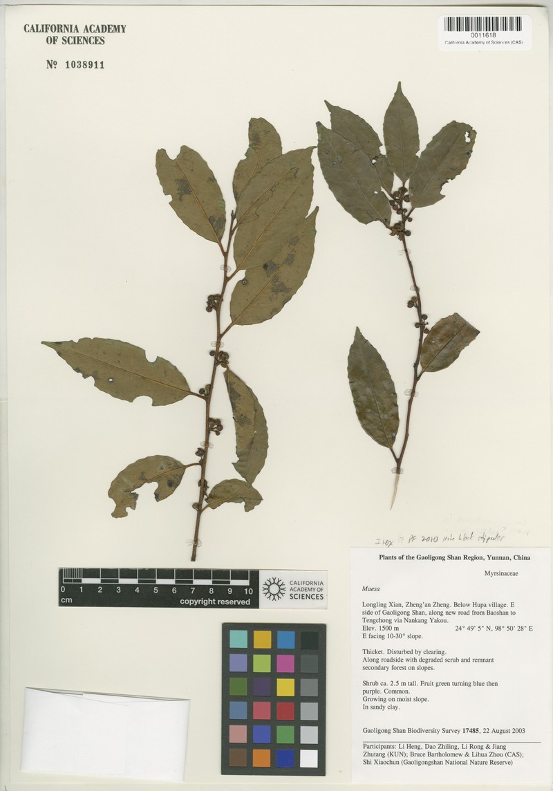 Ilex corallina var. corallina