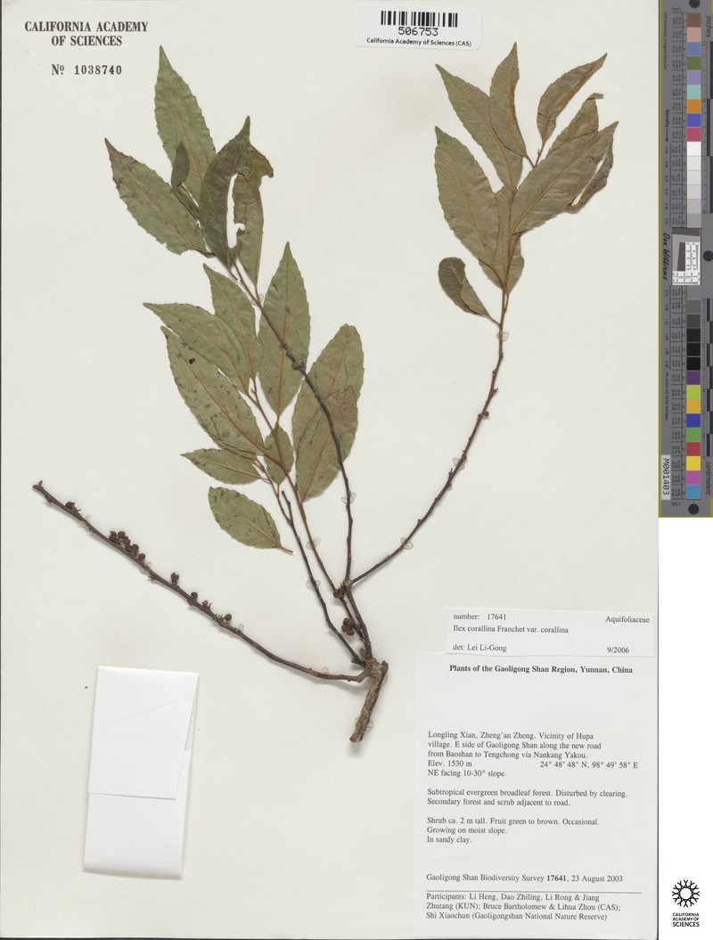 Ilex corallina var. corallina photo 2