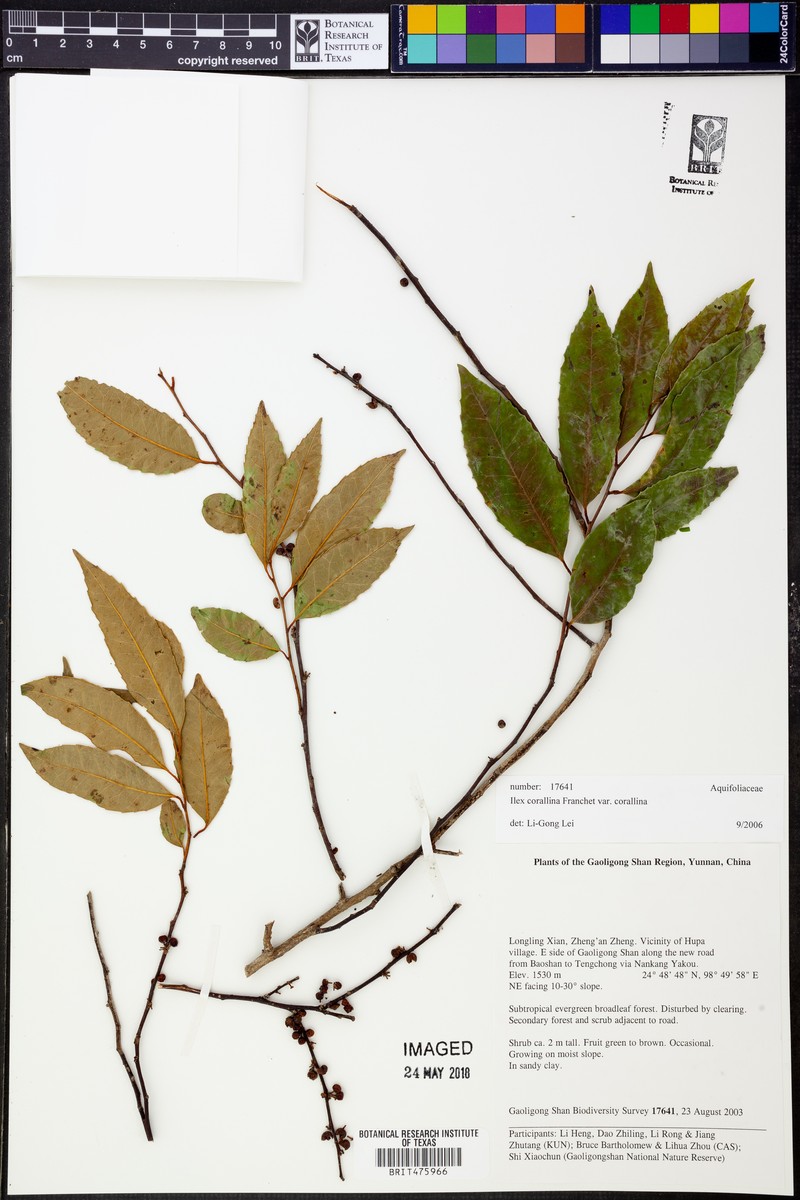 Ilex corallina var. corallina photo 3