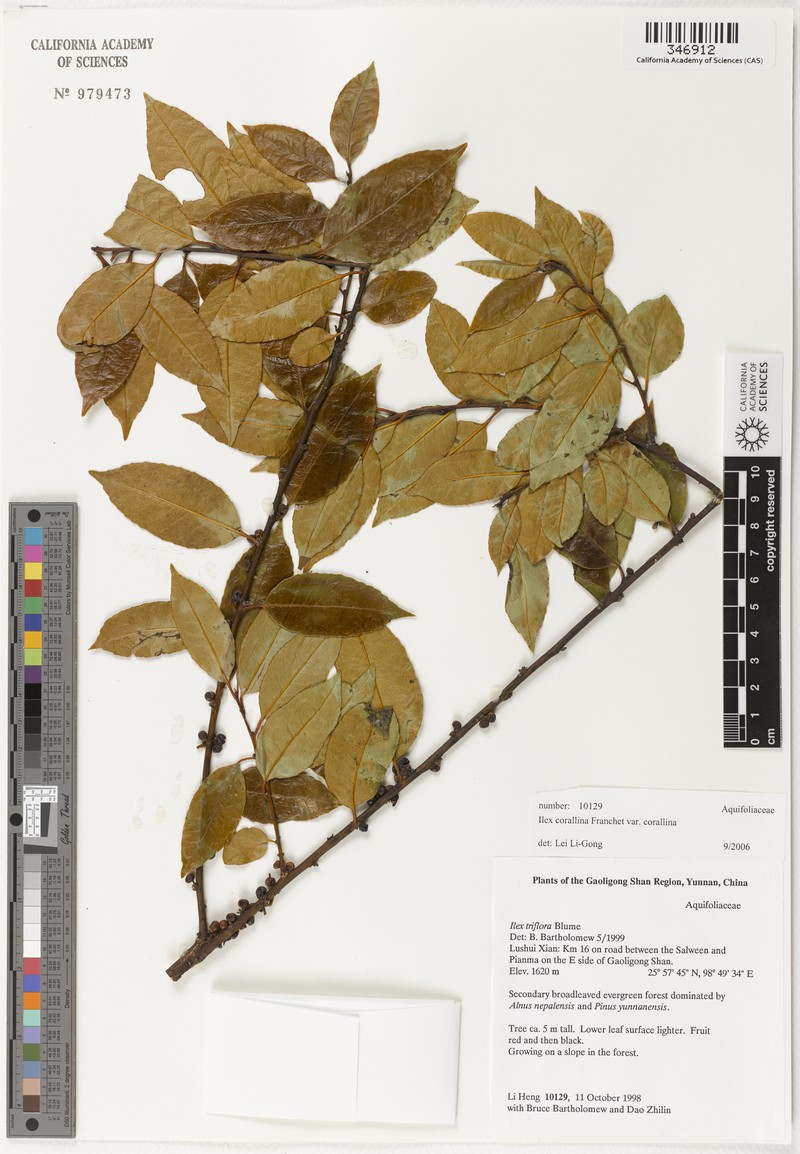 Ilex corallina var. corallina photo 4