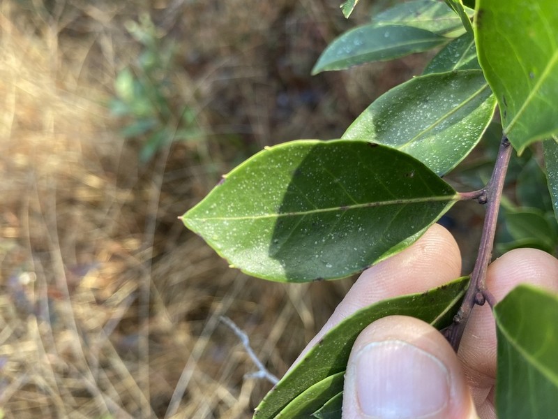 Large Gallberry
