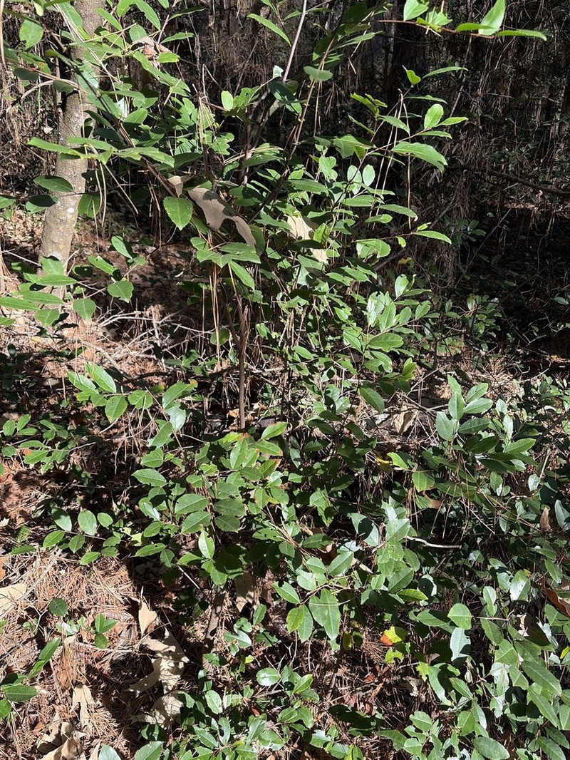 Large Gallberry photo 2
