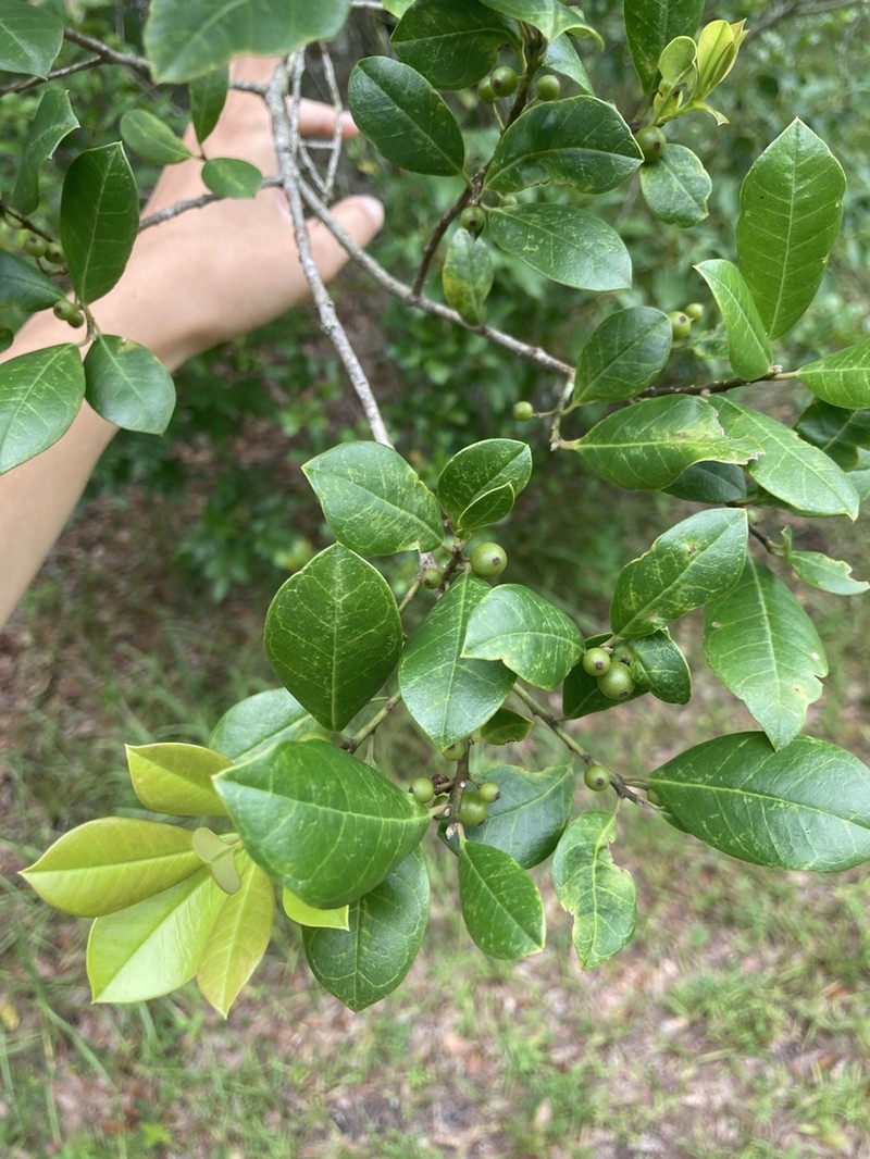 Large Gallberry photo 3