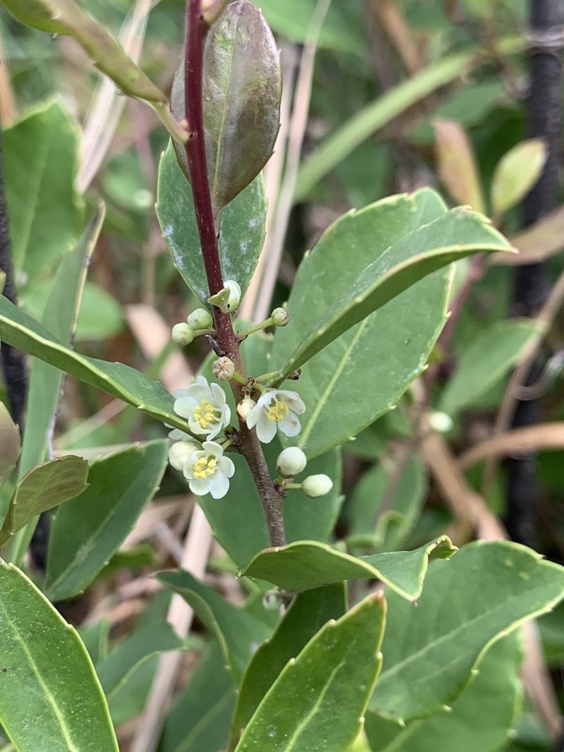 Large Gallberry photo 4