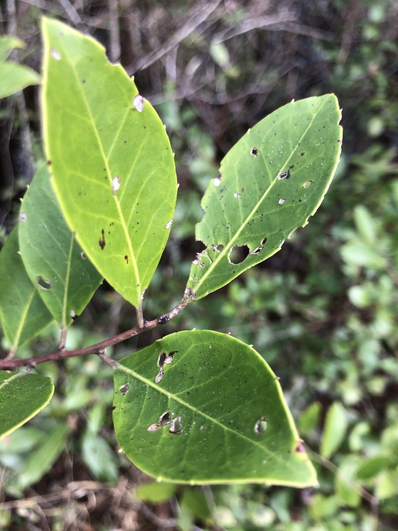 Large Gallberry photo 5