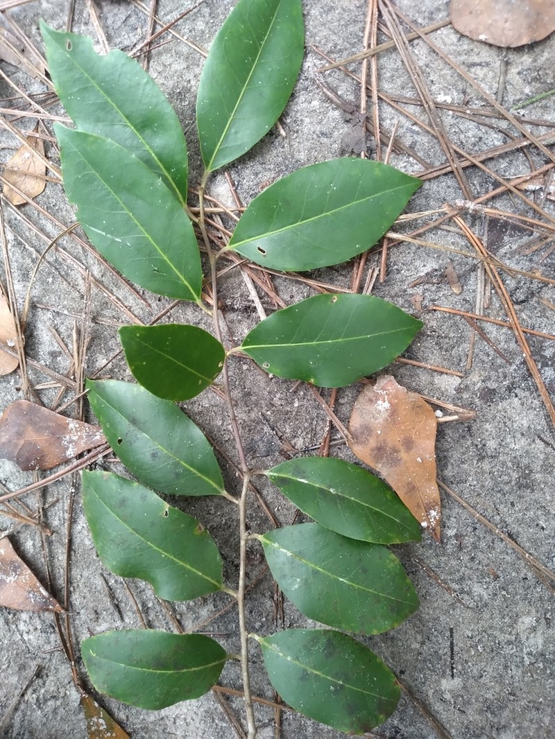 Large Gallberry photo 6
