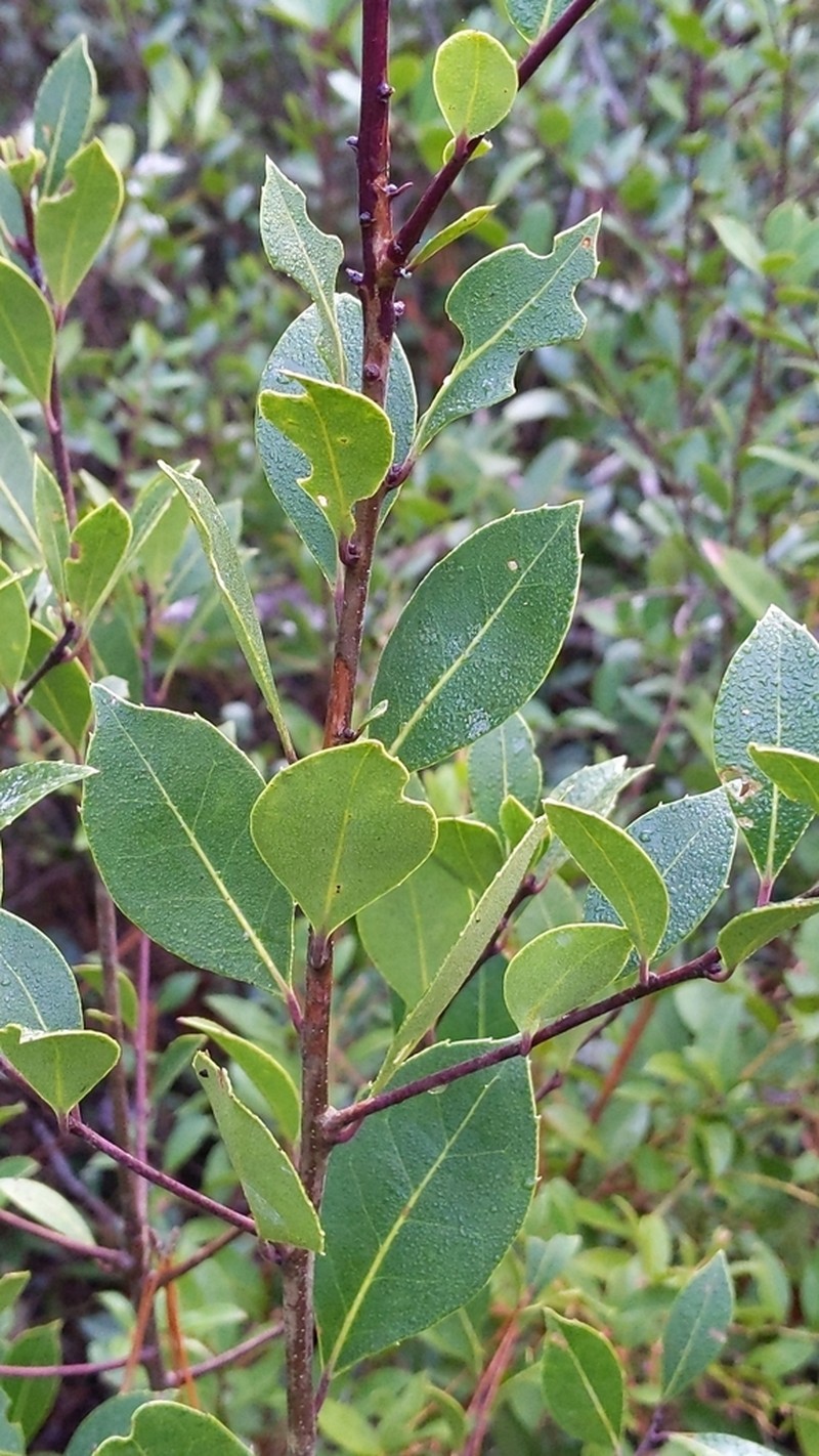 Large Gallberry photo 7