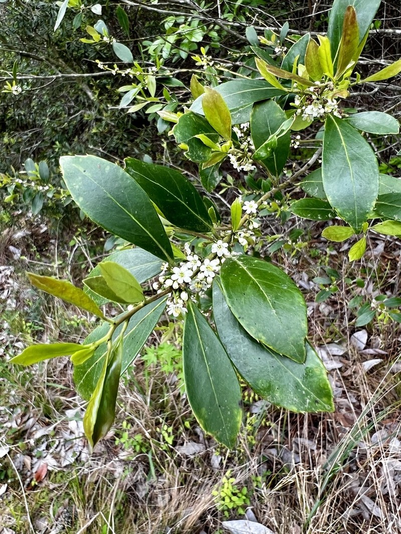 Large Gallberry photo 8