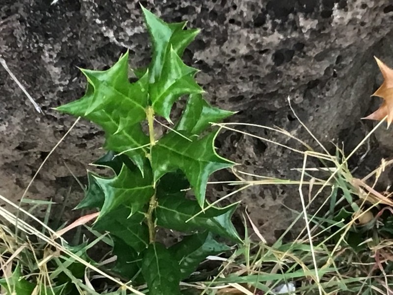 Chinese Holly photo 3