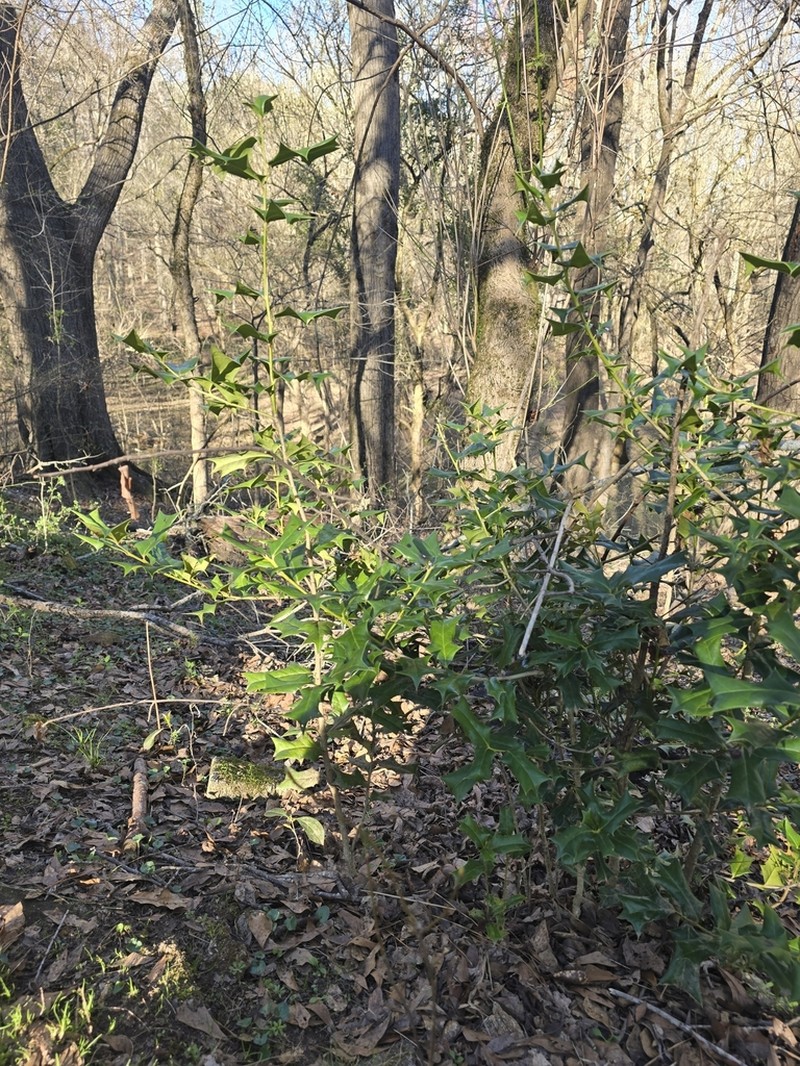 Chinese Holly photo 4