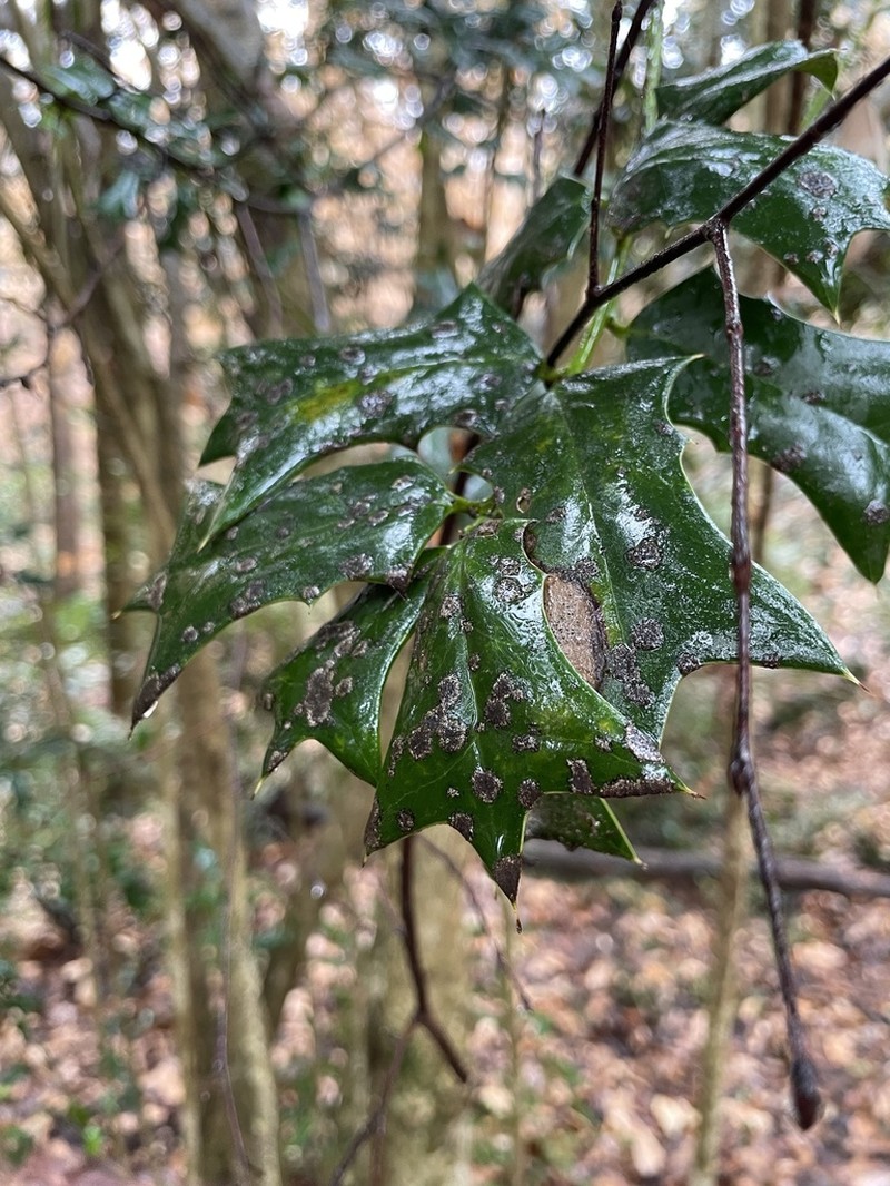 Chinese Holly photo 5
