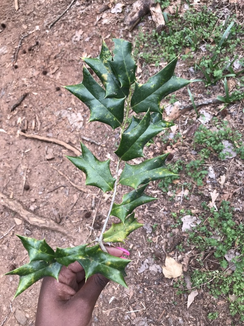 Chinese Holly photo 6