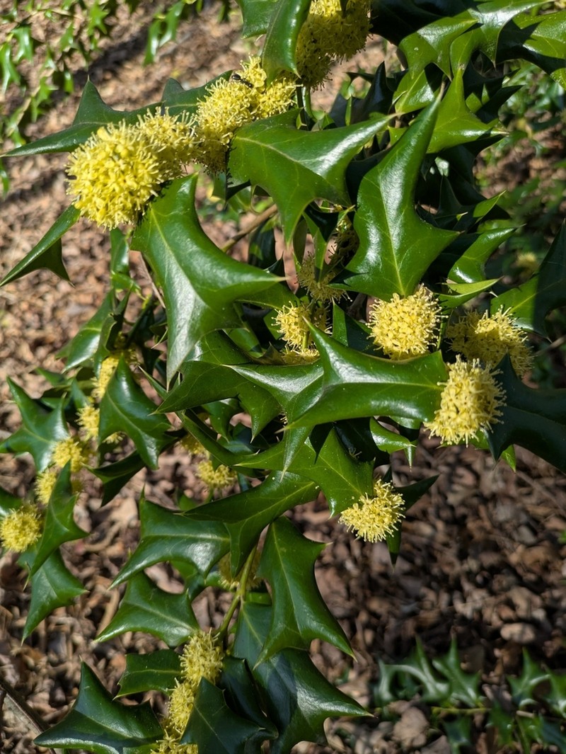 Chinese Holly photo 7