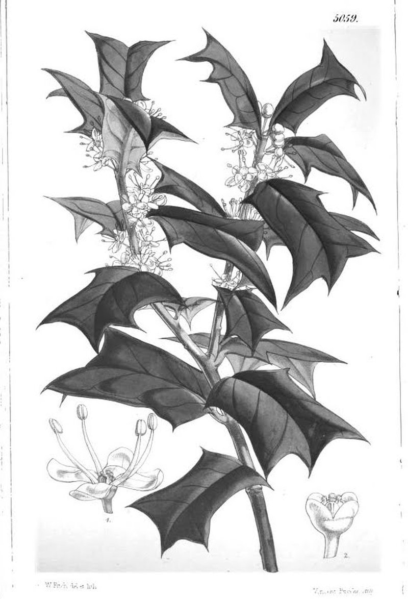 Chinese Holly photo 6