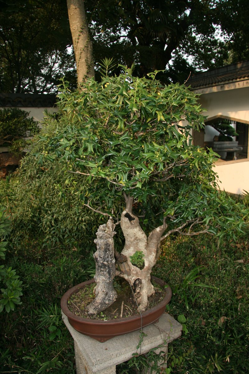 Chinese Holly