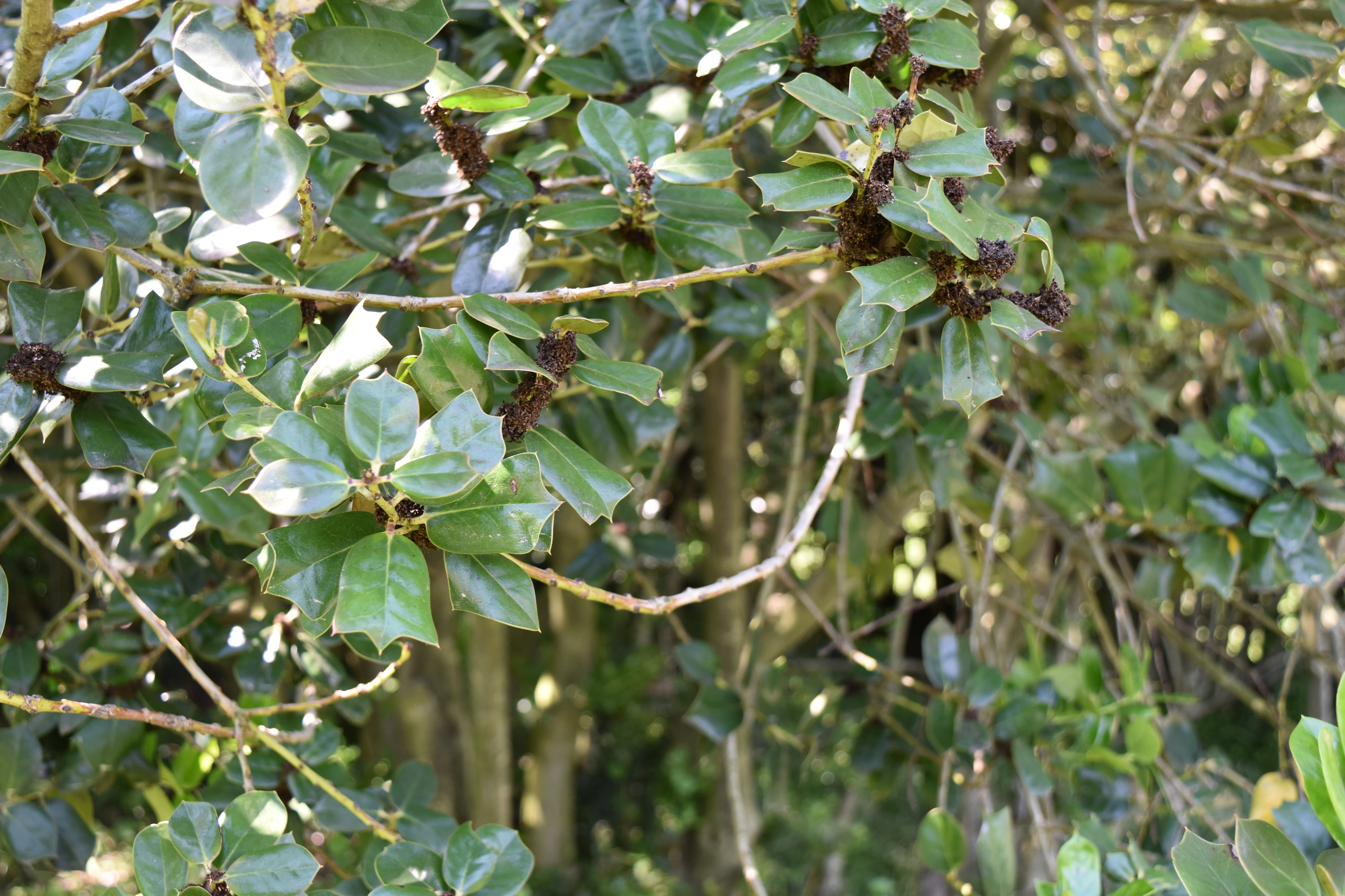Chinese Holly photo 7