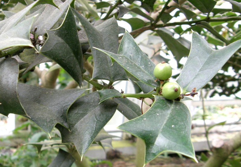 Chinese Holly photo 8