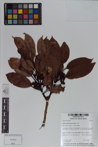Ilex costaricensis