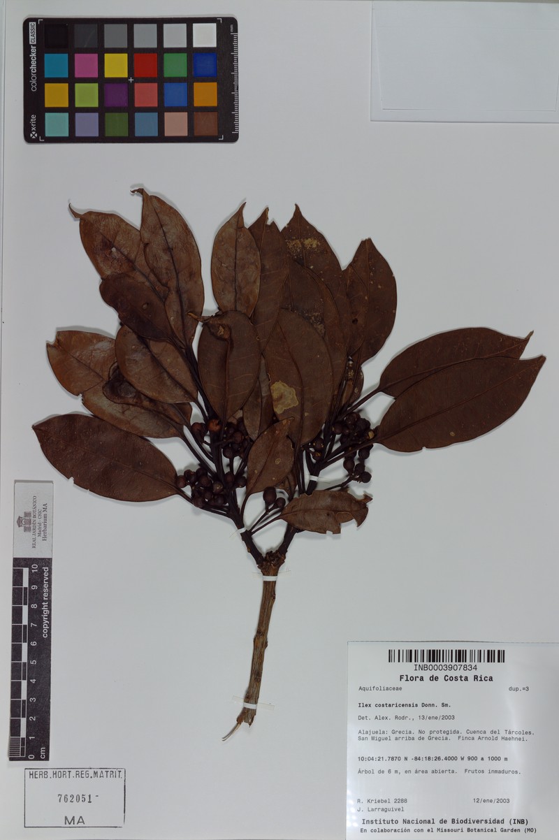 Ilex costaricensis