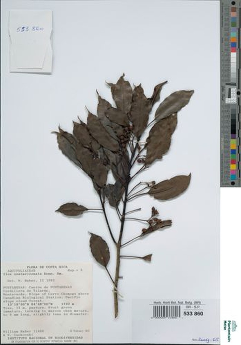 Ilex costaricensis photo 2