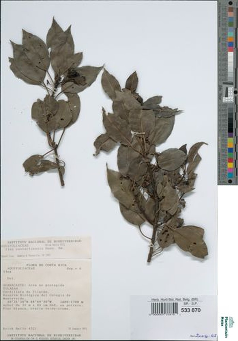 Ilex costaricensis photo 3