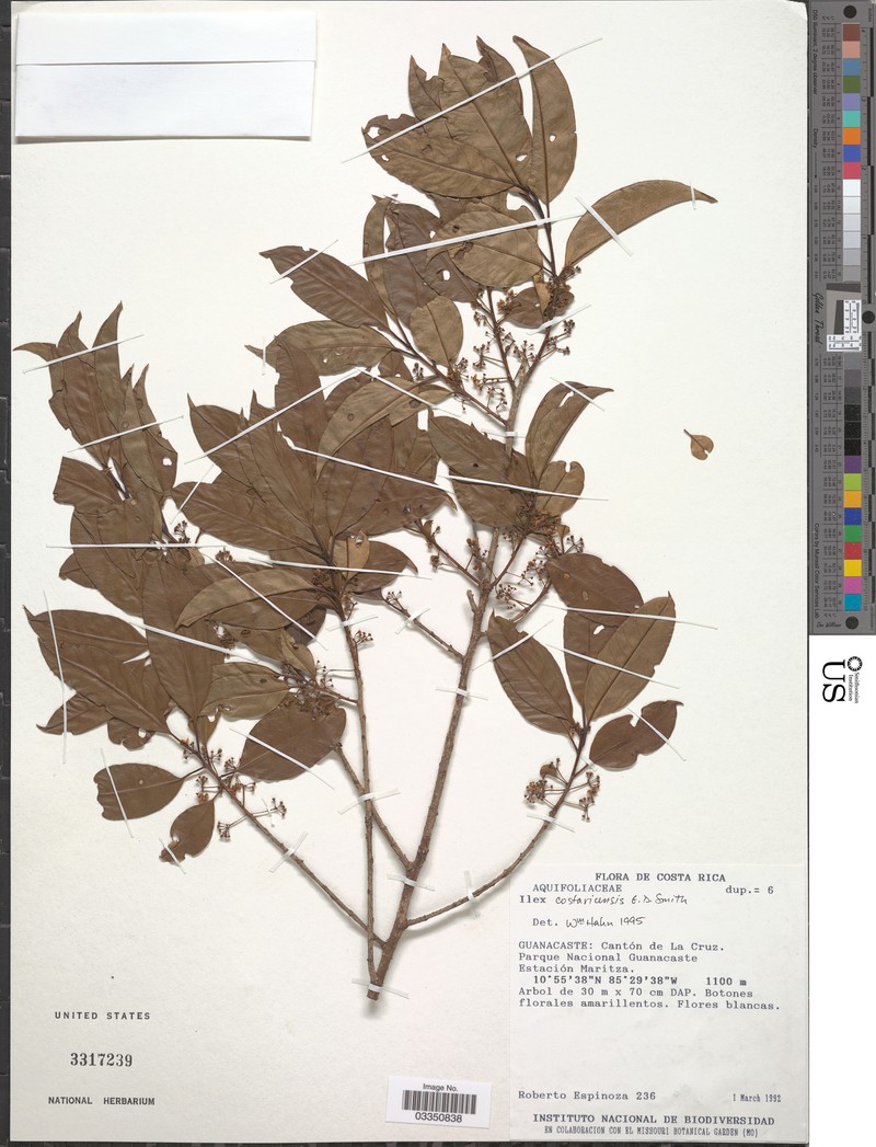 Ilex costaricensis photo 4