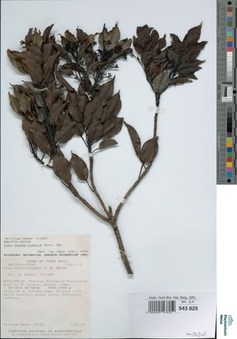 Ilex costaricensis photo 5