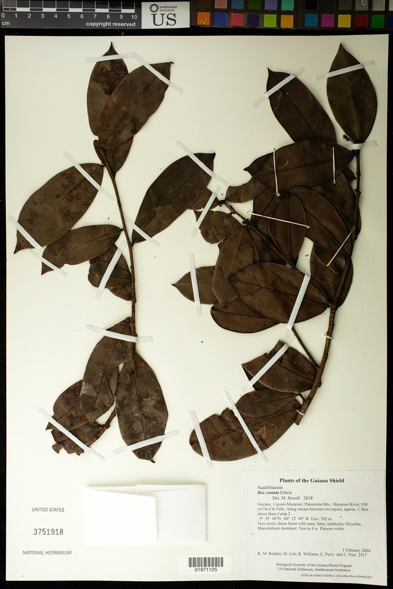 Ilex costata