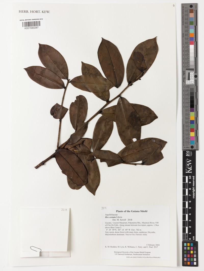 Ilex costata photo 2